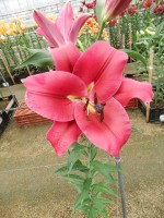 [4169 Largo VZ No02.JPG]